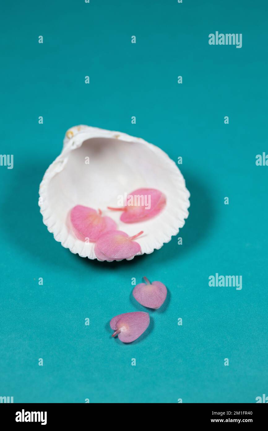 Stillleben mit weißer Muschel und rosafarbenen Blütenblättern auf türkisfarbenem Hintergrund mit Kopierbereich. Stockfoto