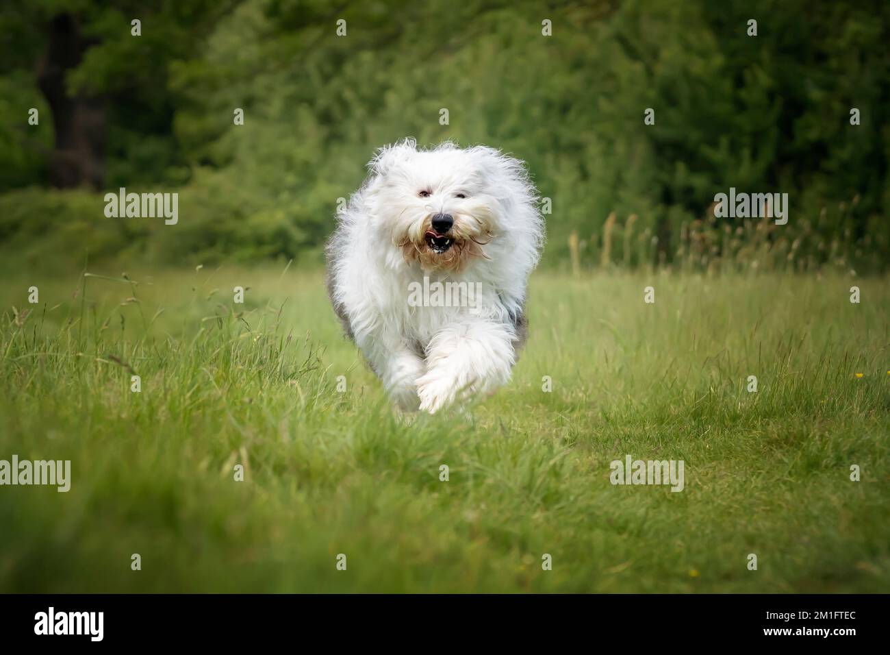 Der alte englische Schäferhund läuft direkt auf ein Feld zu der Kamera Stockfoto