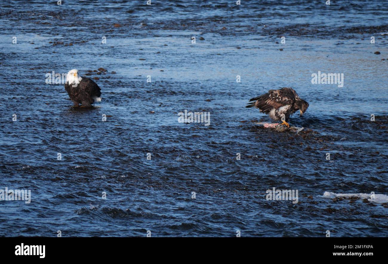 Zwei Adler, die im Squamish River am Brackendale Eagle stehen, führen Vista Point in British Columbia, Kanada Stockfoto