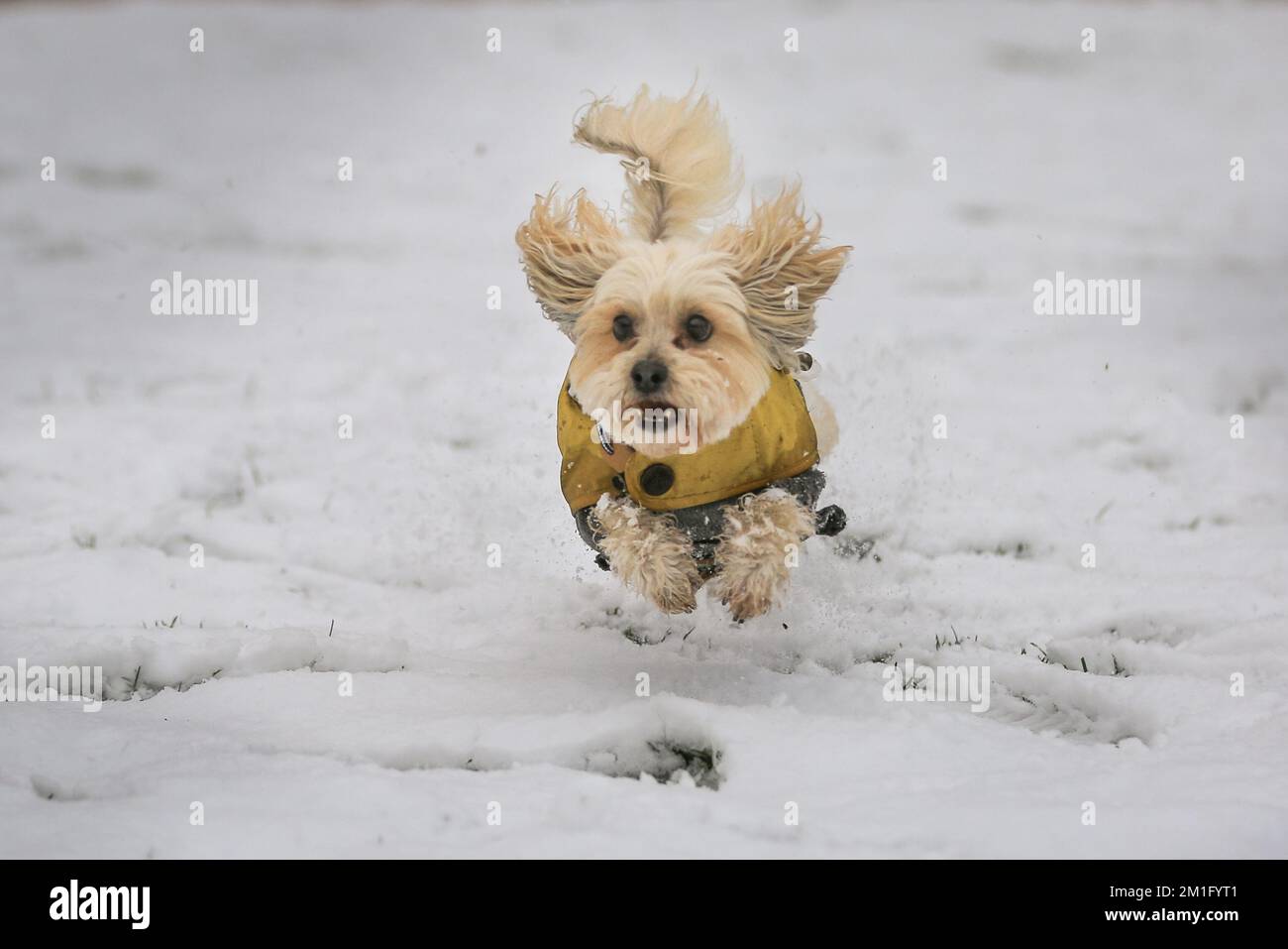 London, Großbritannien. 12.. Dezember 2022. Dora trägt einen warmen Hundemantel für den Tag und spielt aufgeregt mit ihrem Besitzer im Schnee Fangen. (Erlaubnis, Hunde zu fotografieren) Hunde und ihre Besitzer haben Spaß im Schnee rund um Greenwich und Greenwich Park Today. Kredit: Imageplotter/Alamy Live News Stockfoto