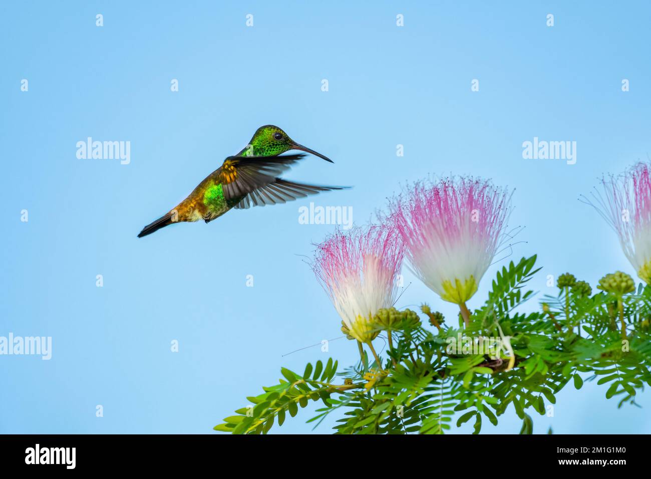Grüner, glitzernder Kolibri, der über rosa und weißen Mimosablüten im blauen Himmel fliegt. Stockfoto