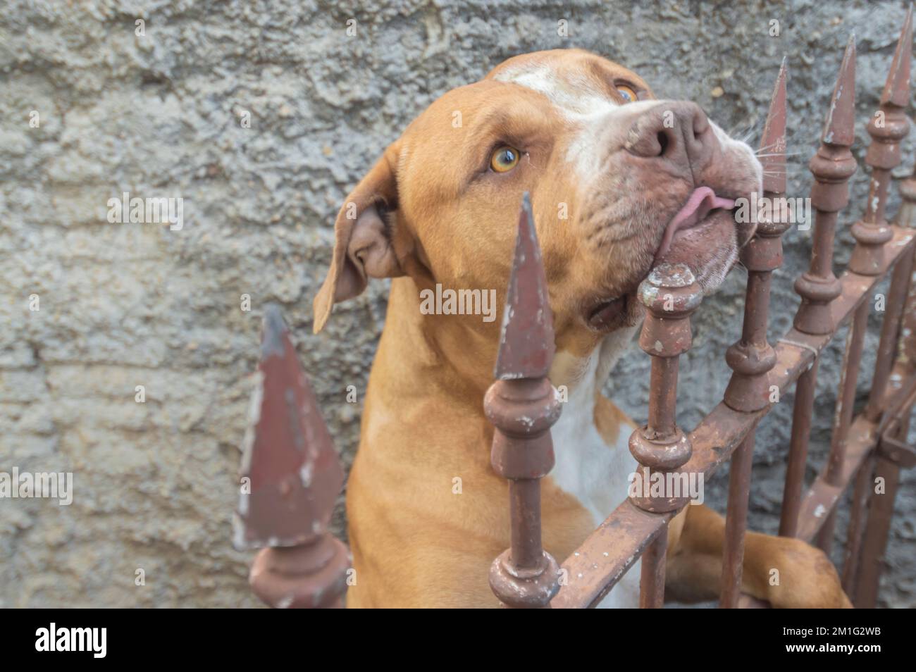 Orange beige Pitbull hinter einem Metallgitter, Tageslicht und Platz zum Schreiben. Stockfoto