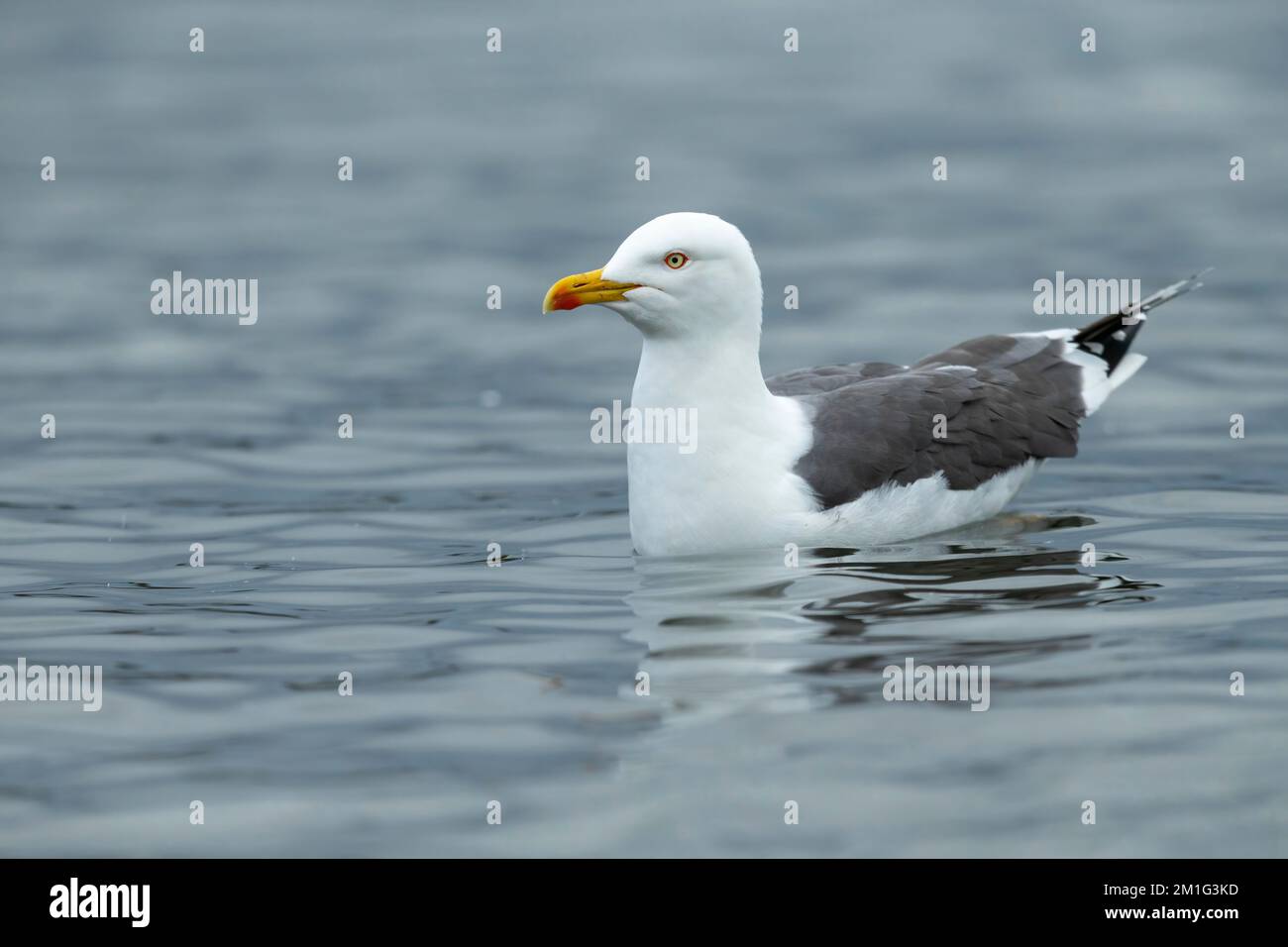 Little Black-Back-Möwe Larus fuscus, Schwimmen Erwachsener, Hogganfield Loch, Glasgow, Schottland, Großbritannien, April Stockfoto