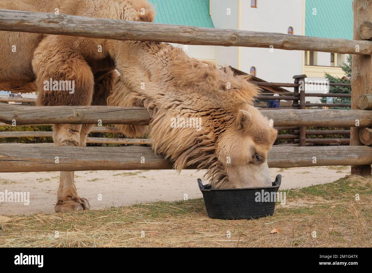 Kamel trinkt Wasser im Zoo, aus nächster Nähe. Weiße Kamele in zoologischen Parks halten. Stockfoto