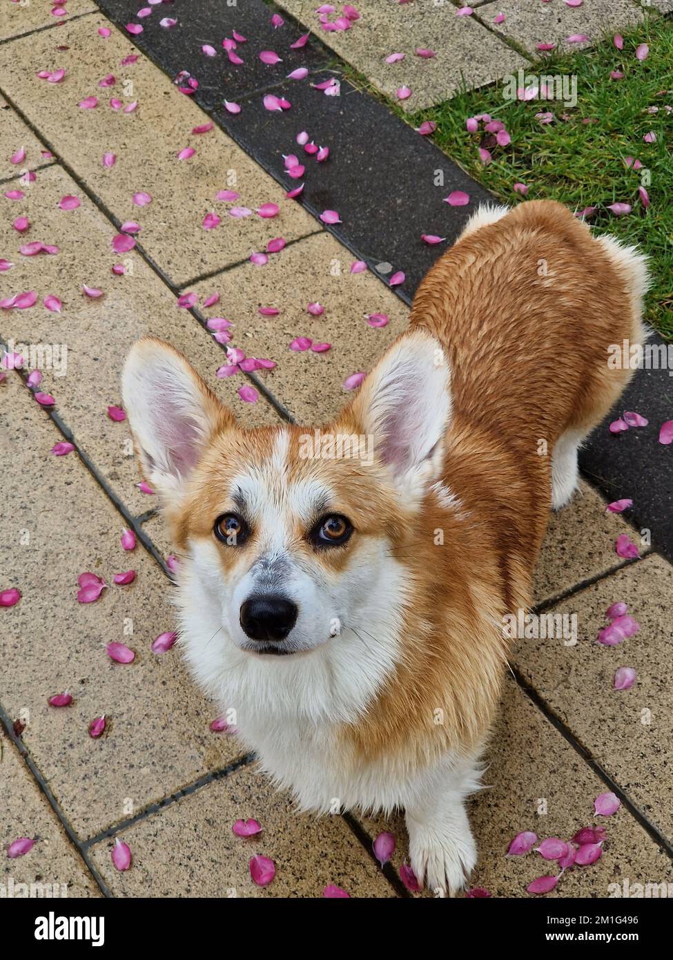 Süßes Corgi-Hundelächeln und glücklich an Frühlingsregnertagen Stockfoto