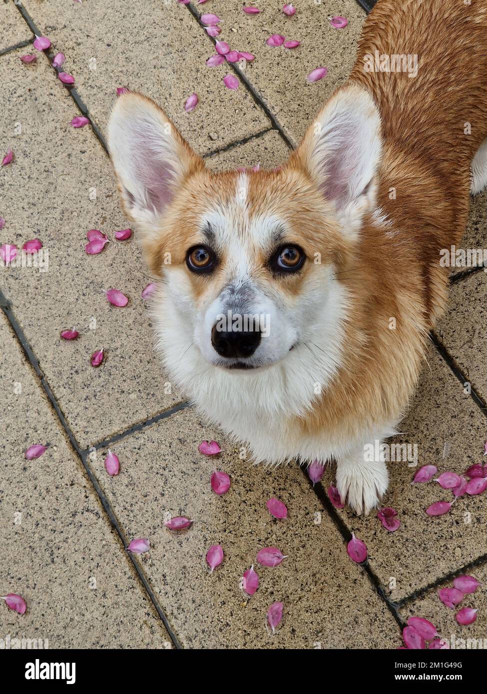 Süßes Corgi-Hundelächeln und glücklich an Frühlingsregnertagen Stockfoto