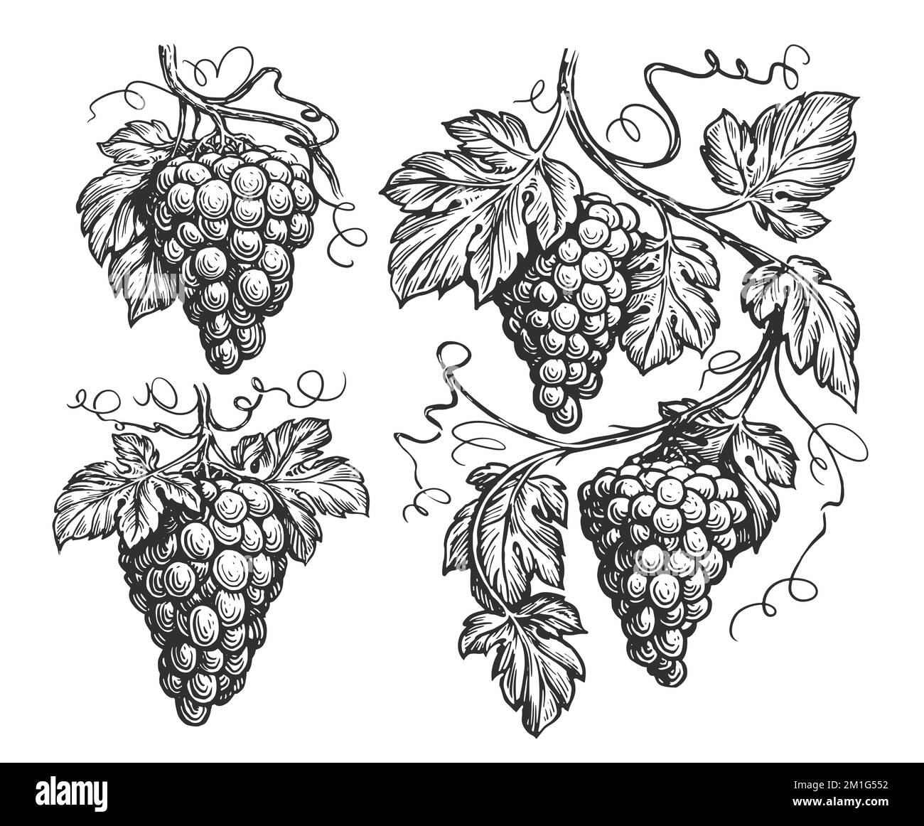 Weinrebe, Weinreben-Zeichnung isoliert. Handgezeichnete Trauben mit Blättern im Vintage-Stil Stockfoto