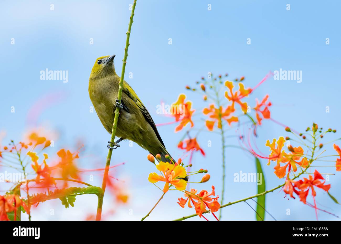 Tropischer Vogel, Palm Tanager hoch oben auf einem Ast mit blauem Himmel und orangefarbenen Blumen. Stockfoto
