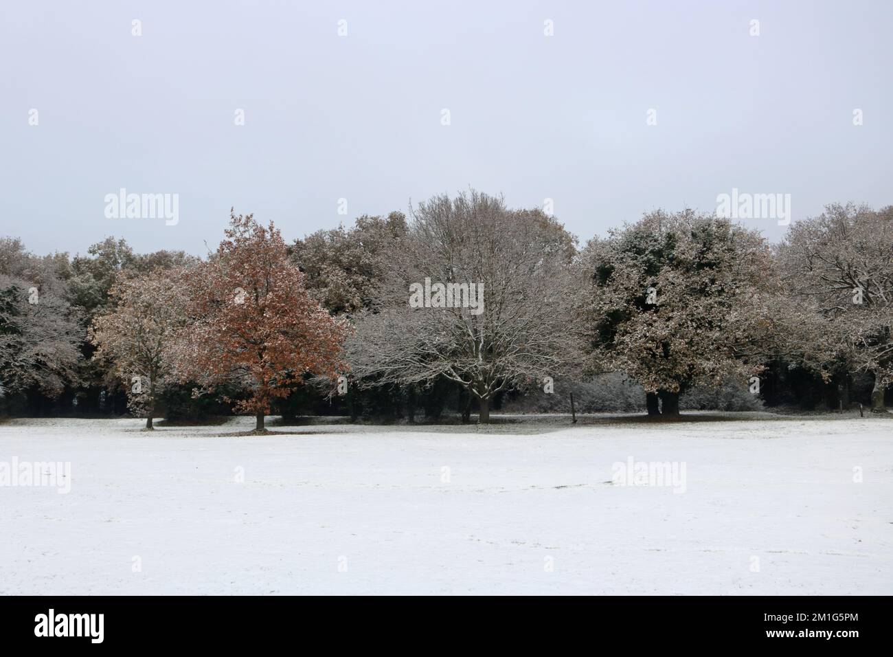 Epsom Downs Surrey, Großbritannien. 12.. Dezember 2022. Obwohl Schnee vorhergesagt wurde, war die Menge, die in Südengland fiel, etwas überraschend. Eine gute Schneedecke auf Epsom Downs heute. Kredit: Julia Gavin/Alamy Live News Stockfoto