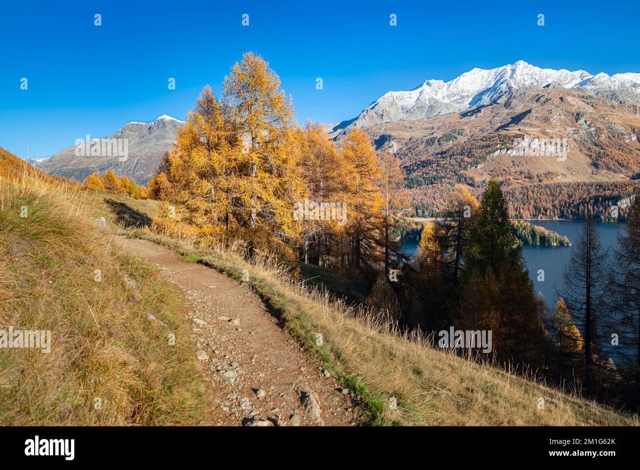 Wanderweg „Via Engiadina“ am Lake Sils in Engadin, Schweiz, umgeben von goldenen Lärchen und schneebedeckten Bergen Stockfoto