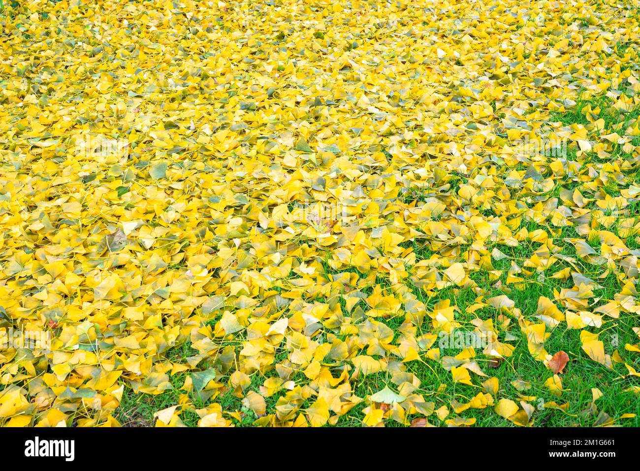 Gelbe Blätter von Ginkgo biloba auf dem Waldboden Stockfoto