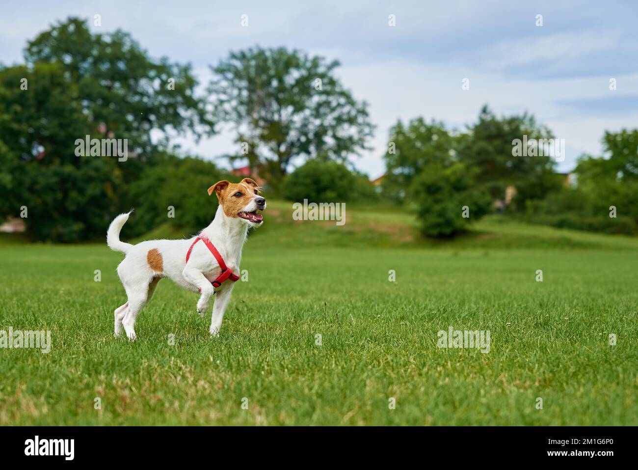 Im Sommer kann der Hund draußen spazieren gehen. Süßer aktiver Hund, der auf grünem Gras läuft. Haustier spielt auf dem Rasen Stockfoto