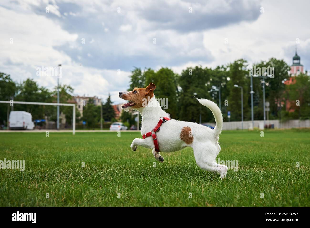 Im Sommer kann der Hund draußen spazieren gehen. Süßer aktiver Hund, der auf grünem Gras läuft. Haustier spielt auf dem Rasen Stockfoto
