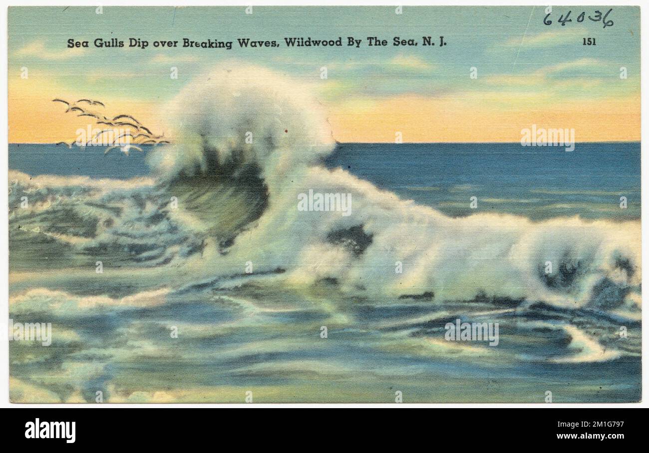 Möwen tauchen über Wellen, Wildwood by the Sea, N. J., Seas, Tichnor Brothers Collection, Postkarten der Vereinigten Staaten Stockfoto