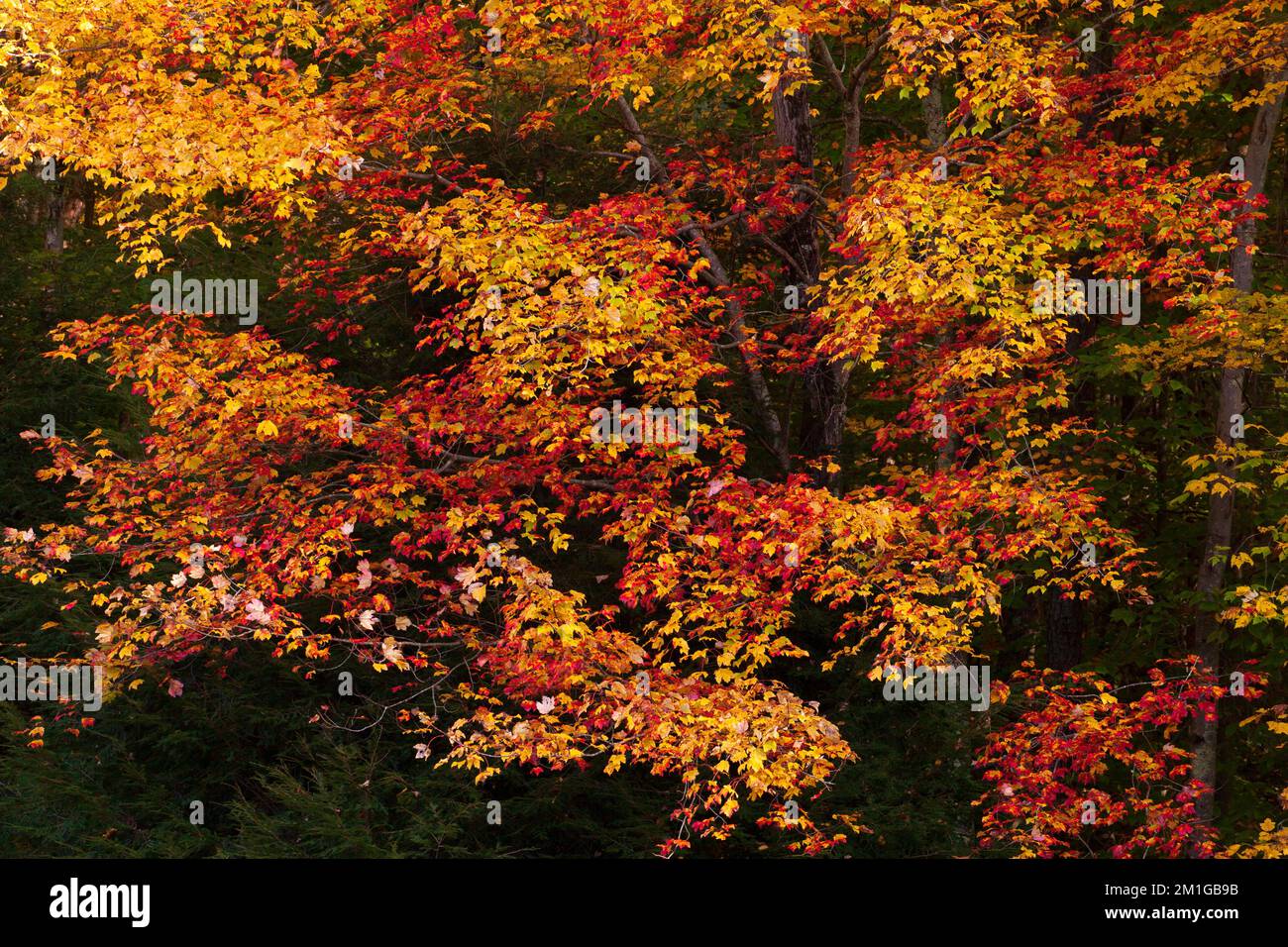 Roter Ahorn im Herbst im Delaware Water Gap National Recreation Area, Pennsylvania Stockfoto