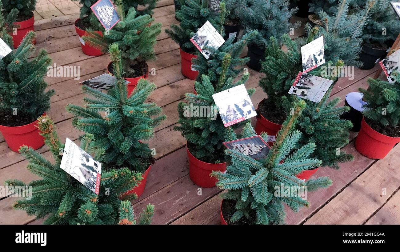 Moskau, Russland, Januar 2021: Kleine Setzlinge von blauen Fichtenbäumen in roten Töpfen, Holzboden, Weihnachtsbäume Verkauf. Stockfoto