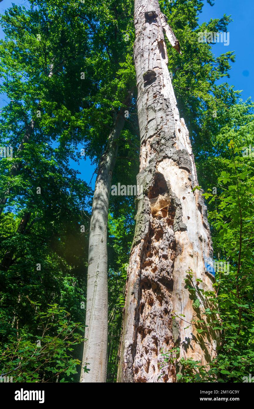 Smolenice (Smolenitz): Alter sterbender Baum, Speckspecht in Male Karpaty (kleine Karpaten), Slowakei Stockfoto