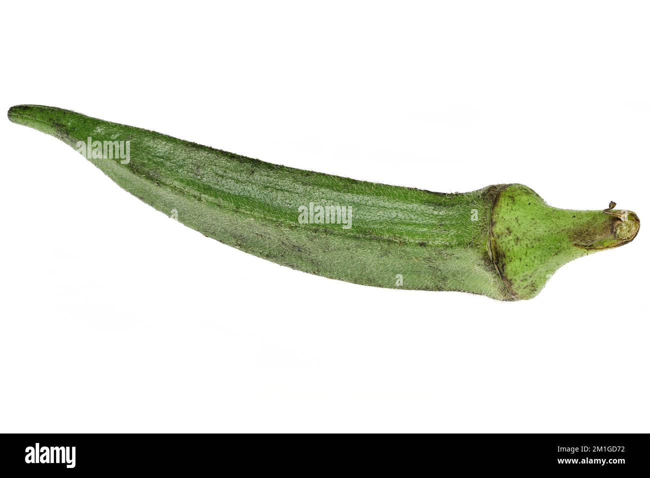 Okra-Früchte, isoliert auf weißem Hintergrund Stockfoto