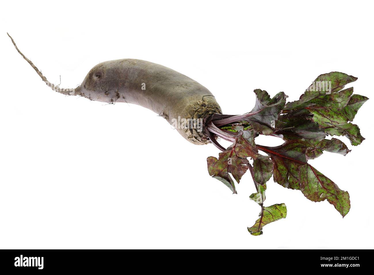 Rote Beete mit Laub isoliert auf weißem Hintergrund Stockfoto