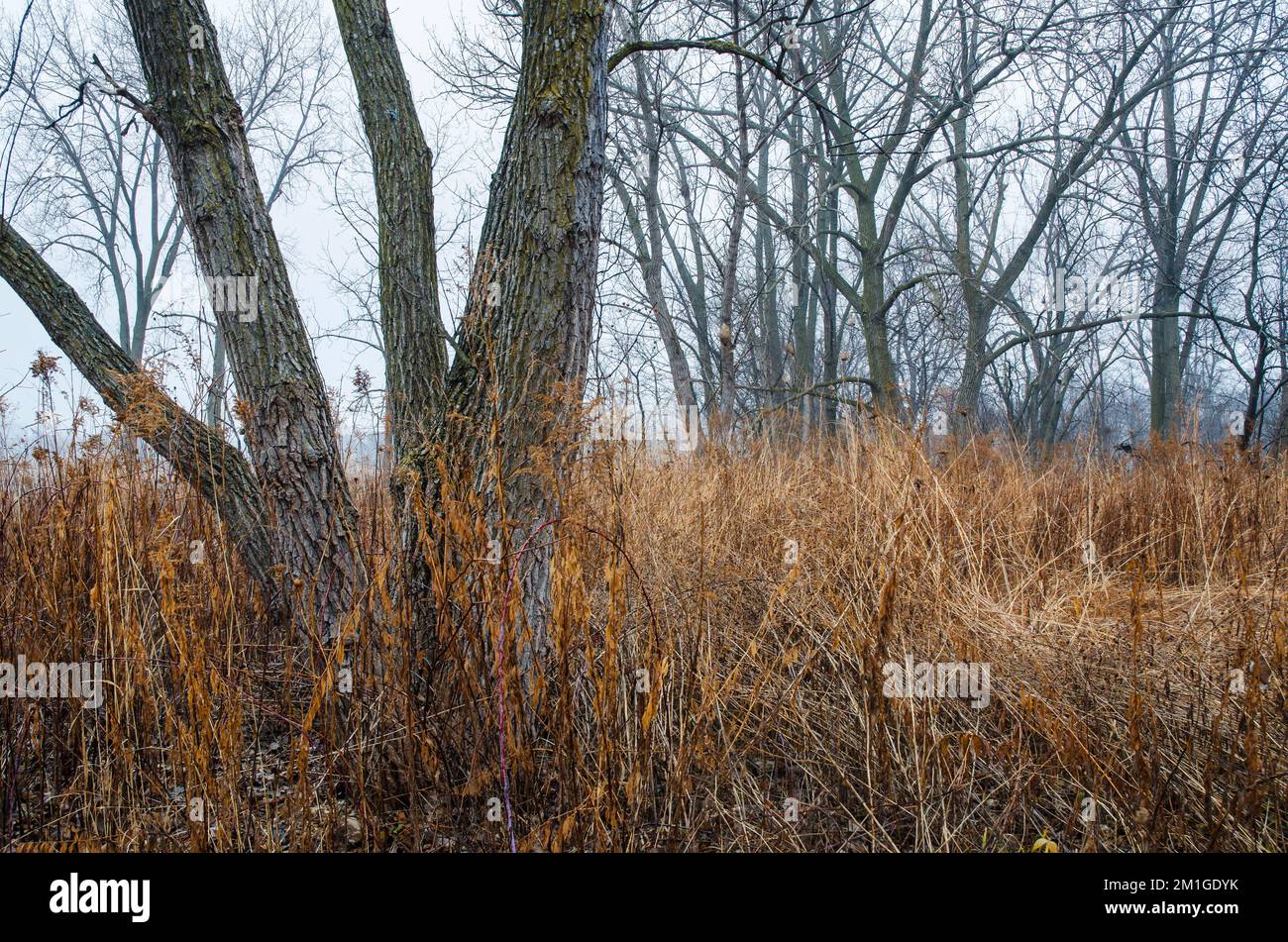 Im Rock Run Forest Preserve, will County, Illinois, verbergen sich Baumstämme im Herbst Stockfoto