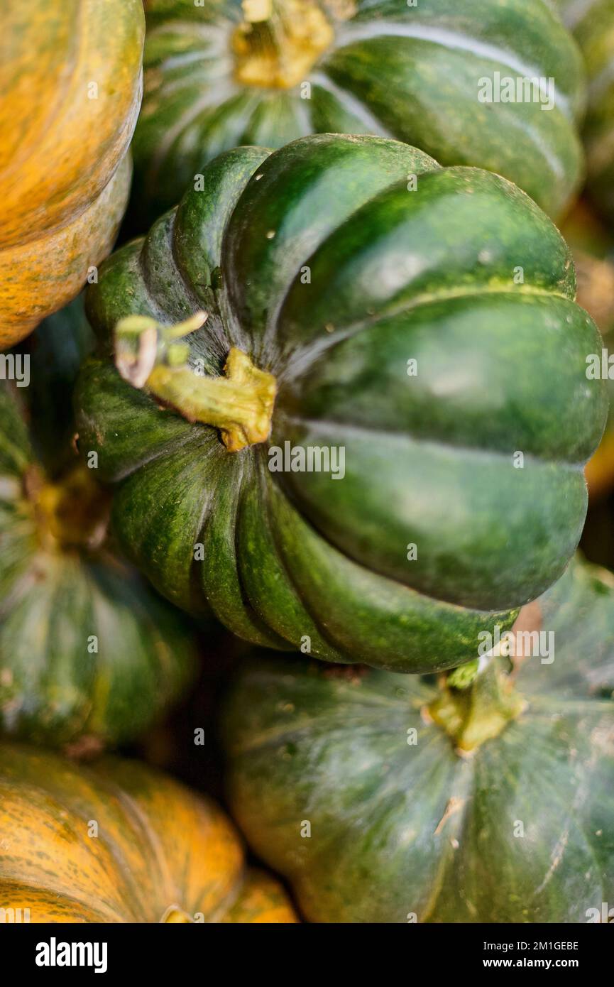 Nahaufnahme frisch geernteter Kürbisse vom Landwirt. Stockfoto