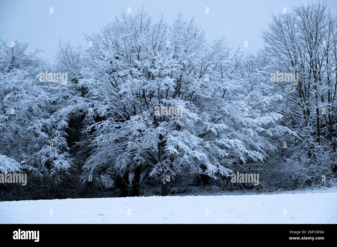 Winterliche Wetterbedingungen in Hertfordshire im Vereinigten Königreich im Jahr 2022 stärkster Rückgang seit zehn Jahren Stockfoto