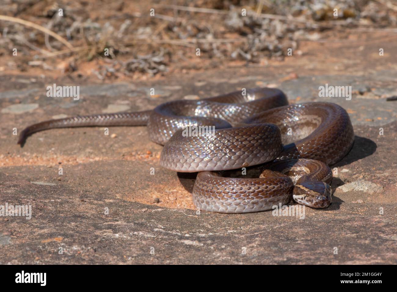 Braunhäuschengranke (Boaedon capensis) Stockfoto