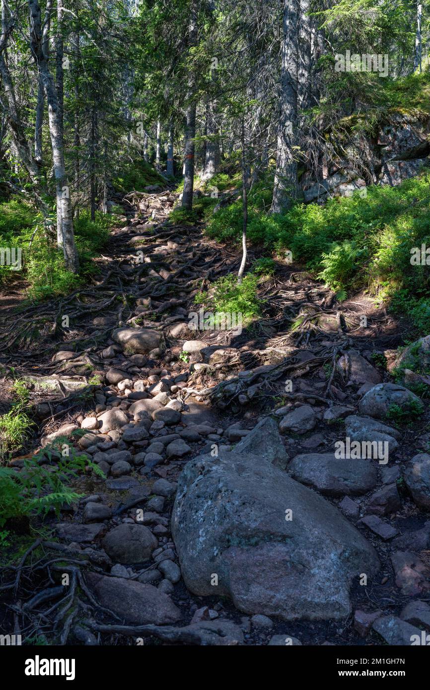 Fortgeschrittener und anspruchsvoller Wilderness Forest Trail alleine ohne Menschen. Stockfoto