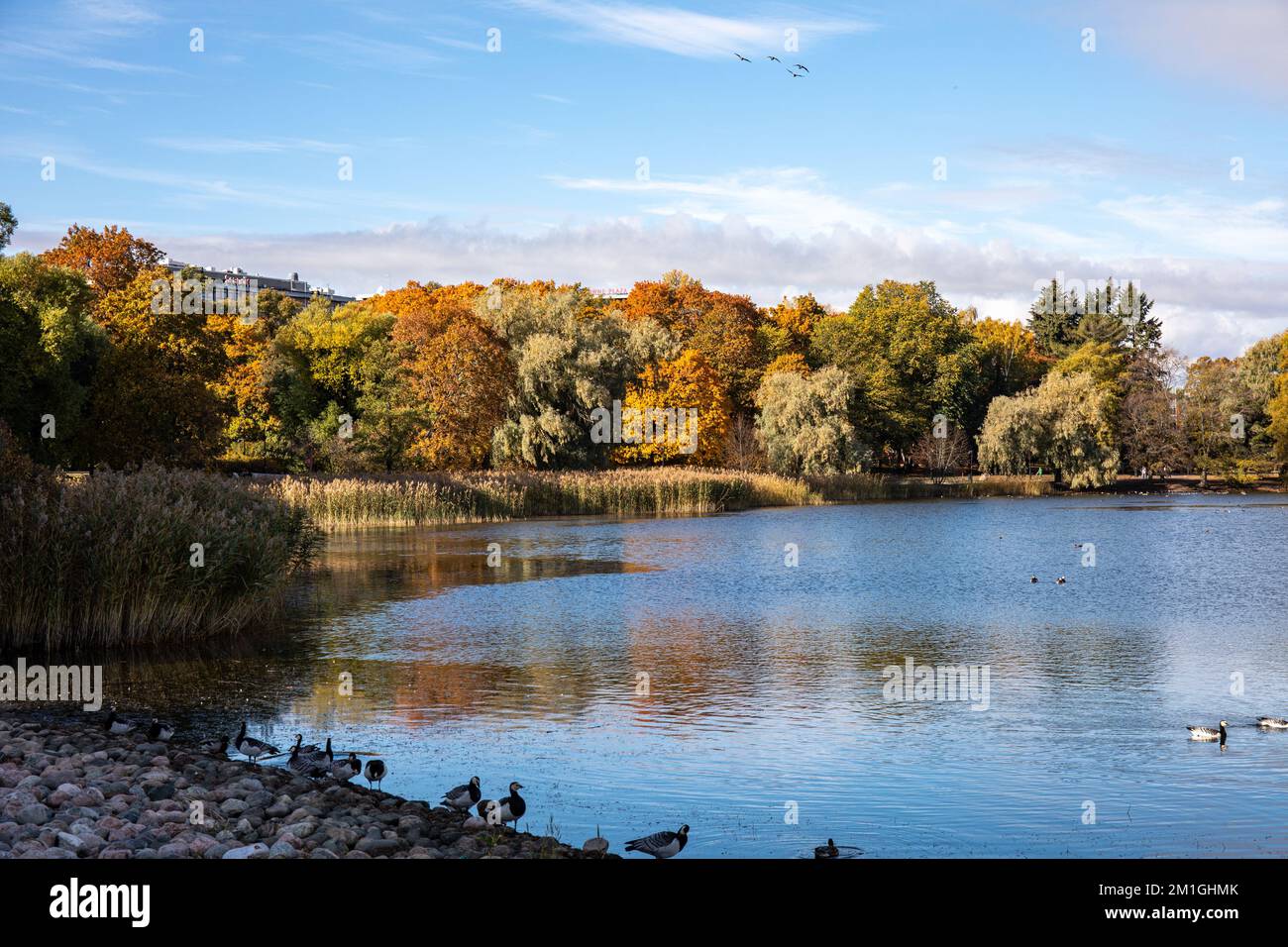 Herbstlaub oder Herbstfarben im Hesperia Park an der Töölönlahti Bay in Helsinki, Finnland Stockfoto