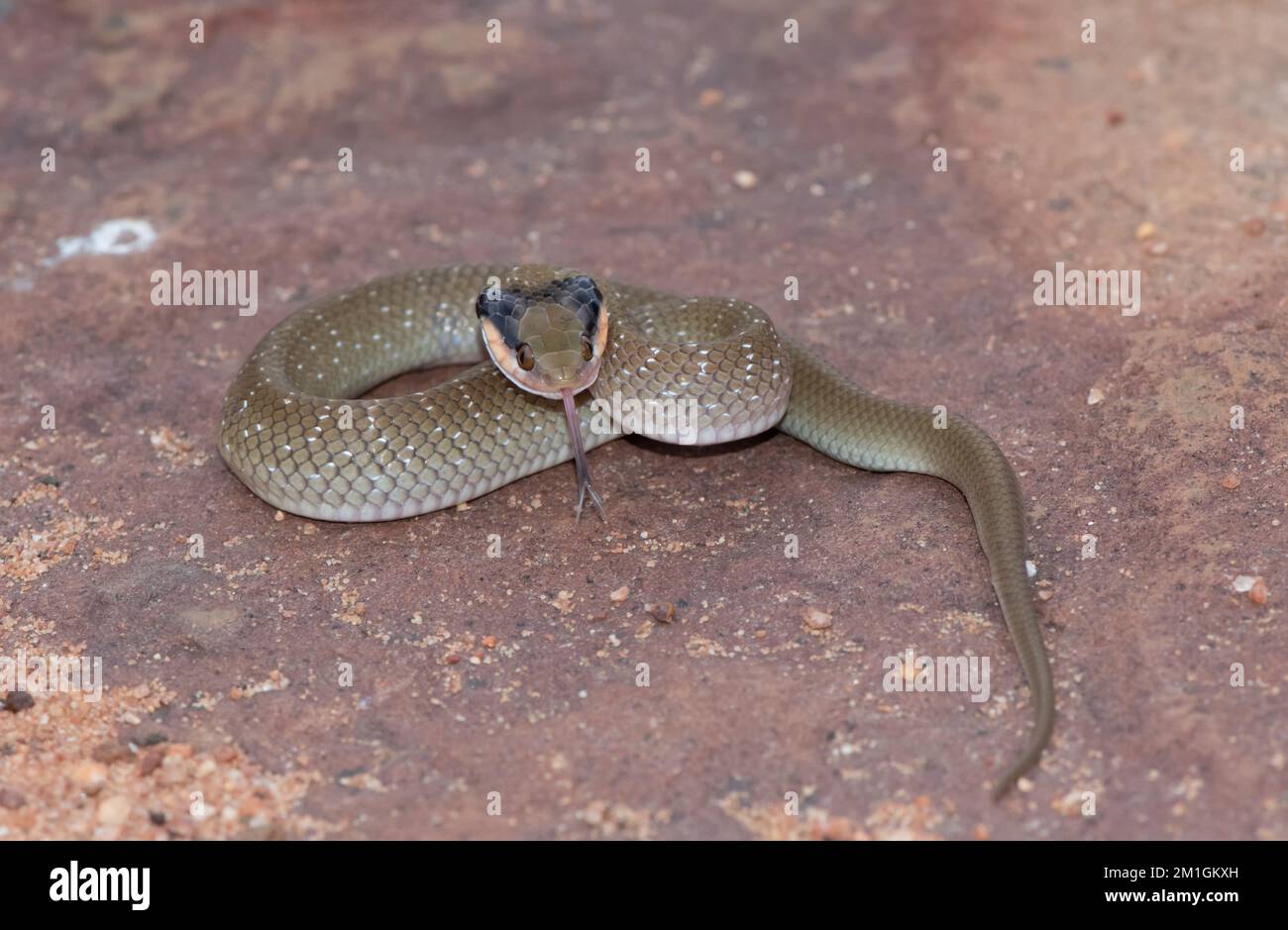 Der Rotlippenheld (Crotaphopeltis hotamboeia) ist im Begriff zuzuschlagen Stockfoto