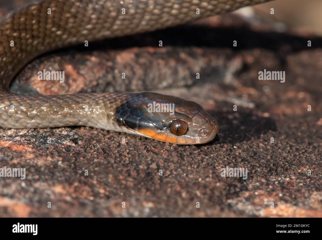 Schöner Kopf eines Heralds mit roten Lippen (Crotaphopeltis hotamboeia) Stockfoto