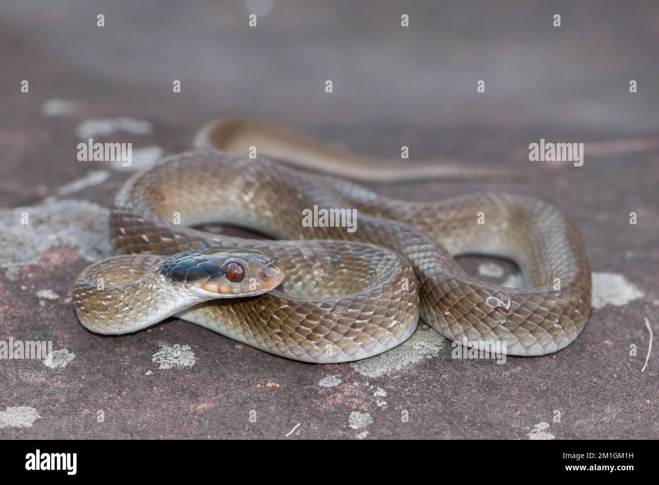 Herald mit roter Lippe (Crotaphopeltis hotamboeia) Stockfoto