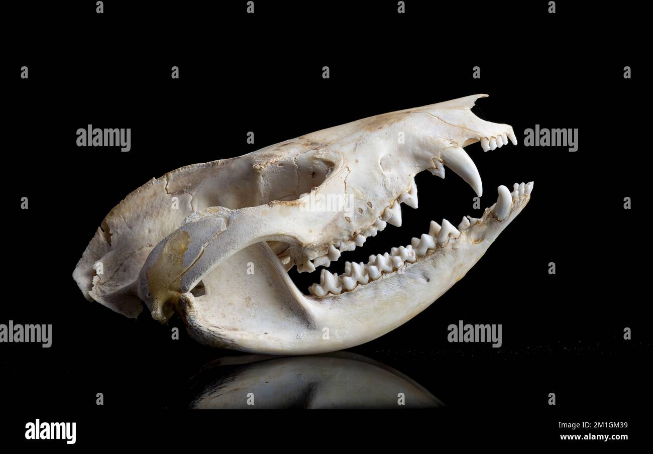 Der Schädel von Virginia Oposssum (Didelphis virginiana) mit grosser Zahnanzahl (50)--mehr als jedes andere Landammal in Nordamerika. Stockfoto