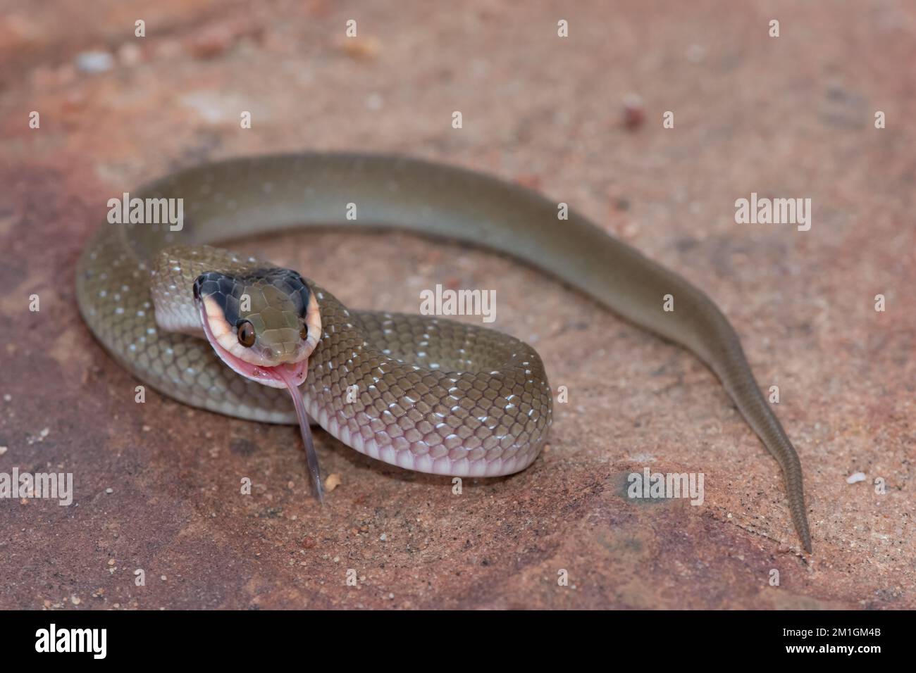 Leicht giftiger Rotlippenherald (Crotaphopeltis hotamboeia) Stockfoto