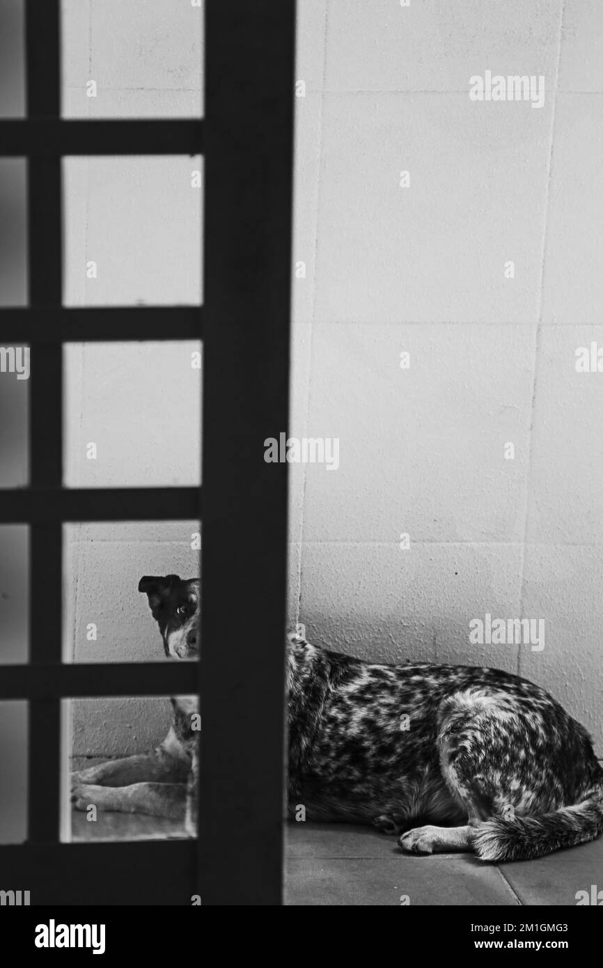 Pires do Rio, Goias, Brasilien – 09. Dezember 2022: Ein Hund liegt auf dem Boden hinter einer Glastür. Schwarzweißbild. Stockfoto