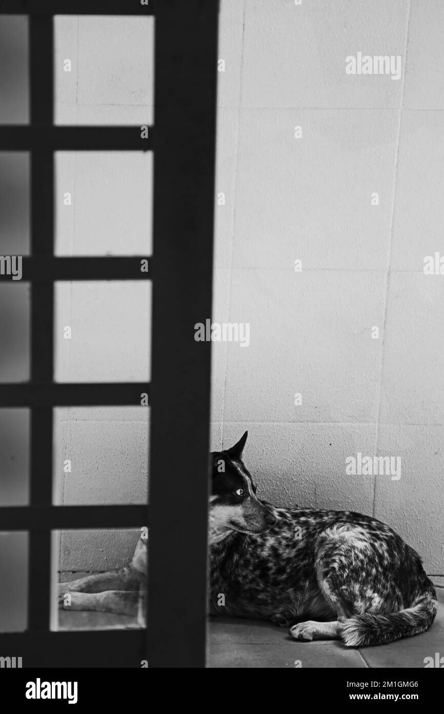 Pires do Rio, Goias, Brasilien – 09. Dezember 2022: Ein Hund liegt auf dem Boden hinter einer Glastür. Schwarzweißbild. Stockfoto