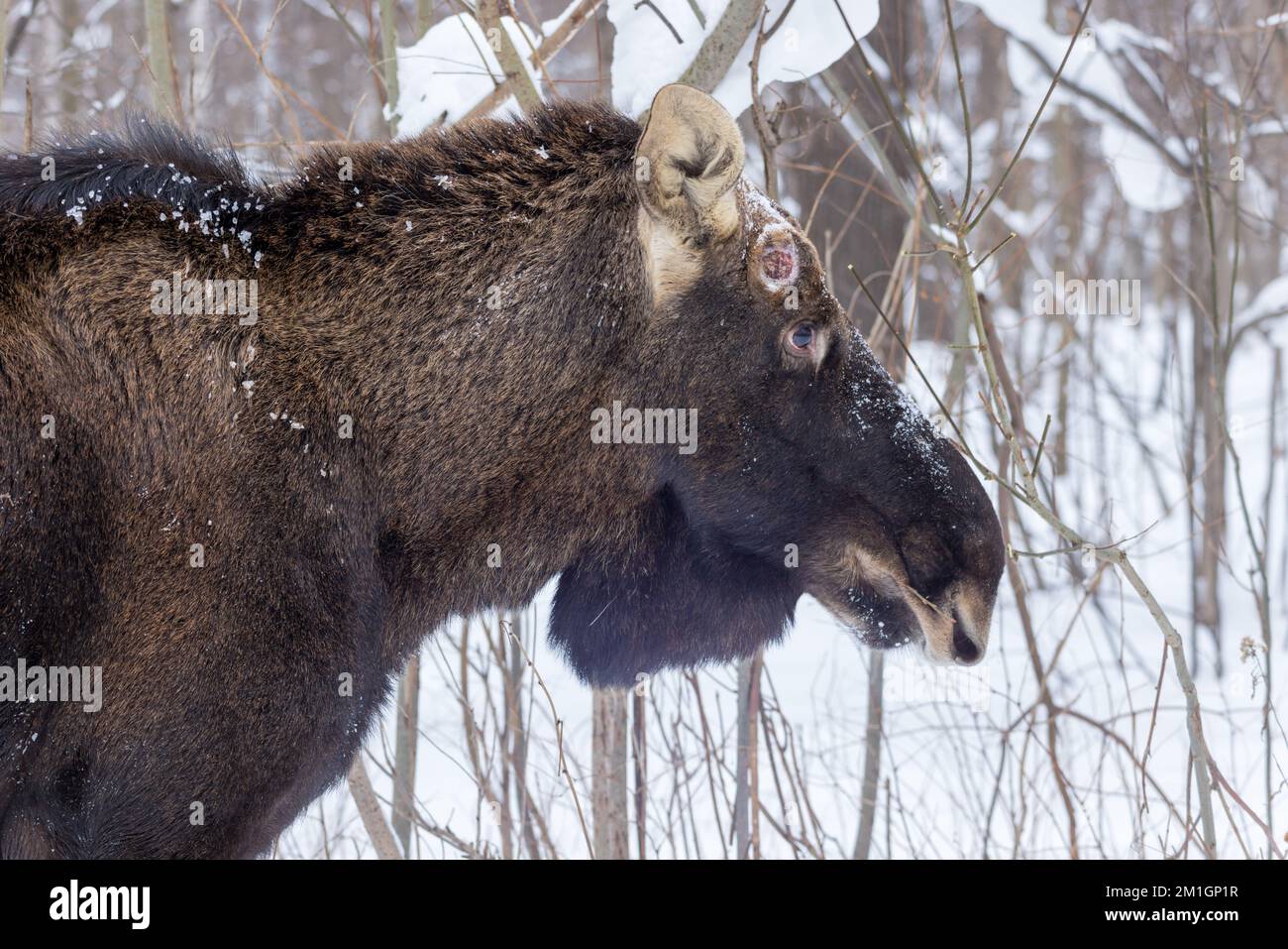 Alces Alces, Moose, Elch. Russland, Moskau Stockfoto