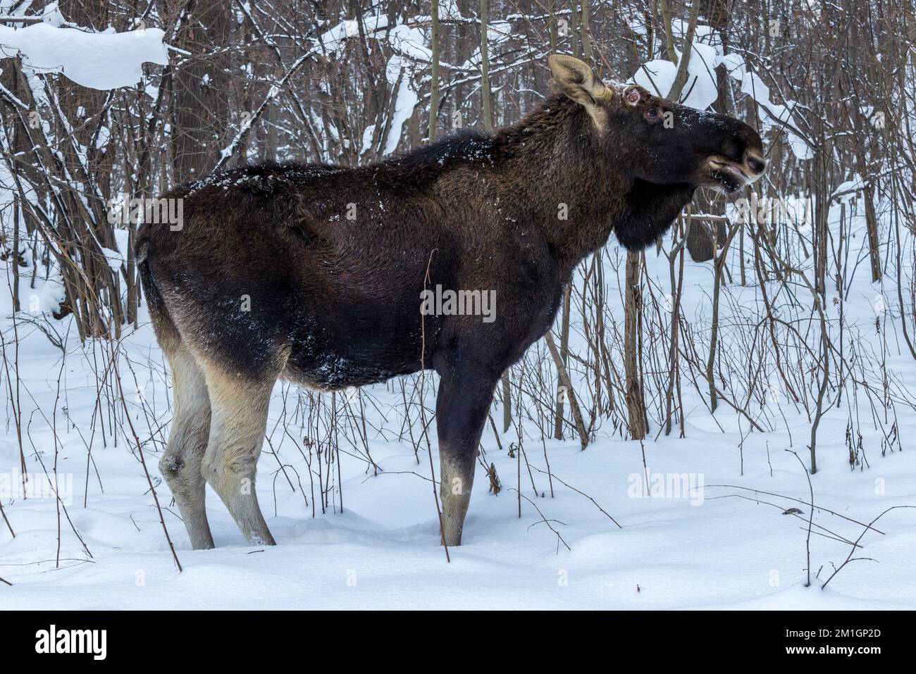 Alces Alces, Moose, Elch. Russland, Moskau Stockfoto