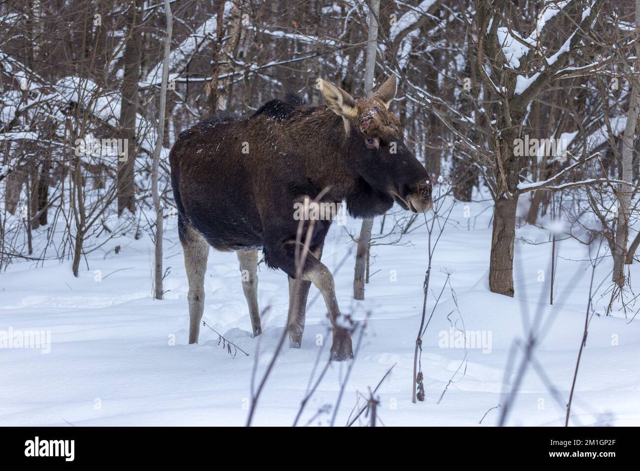 Alces Alces, Moose, Elch. Russland, Moskau Stockfoto