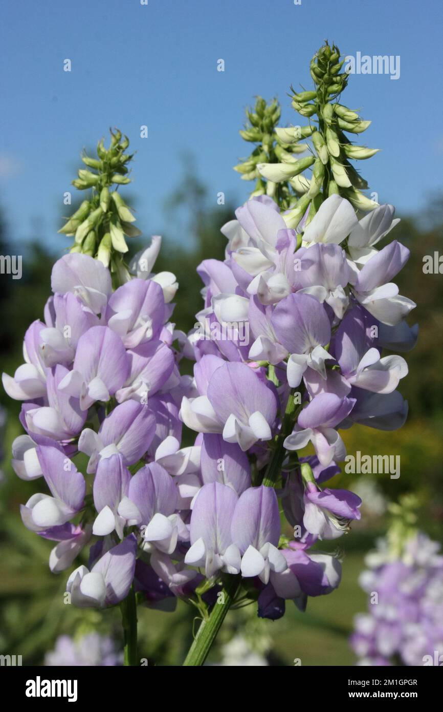 Blumenspitzen der Ziegengasse (Galega officinalis) Stockfoto