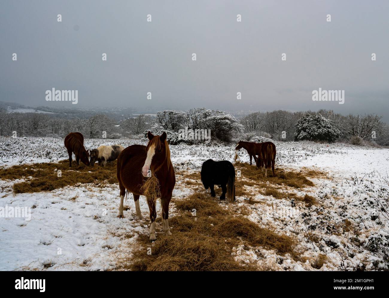 Pferde, die sich an einem verschneiten Tag in den South Downs in der Nähe von Eastbourne von Heu ernähren Stockfoto
