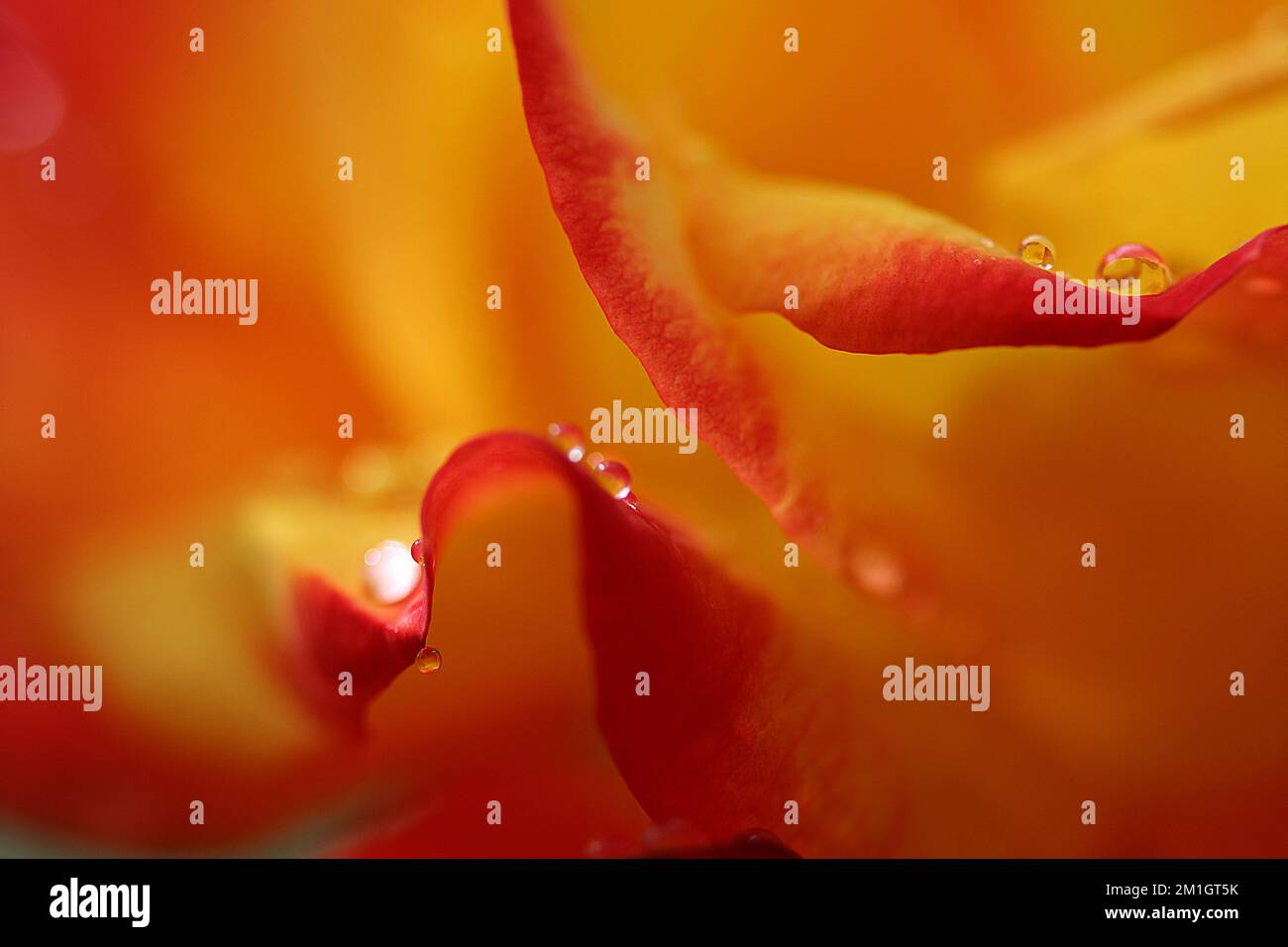 Mitten in einer roten Rosenblüte. Nahaufnahme, Blumenhintergrund Stockfoto