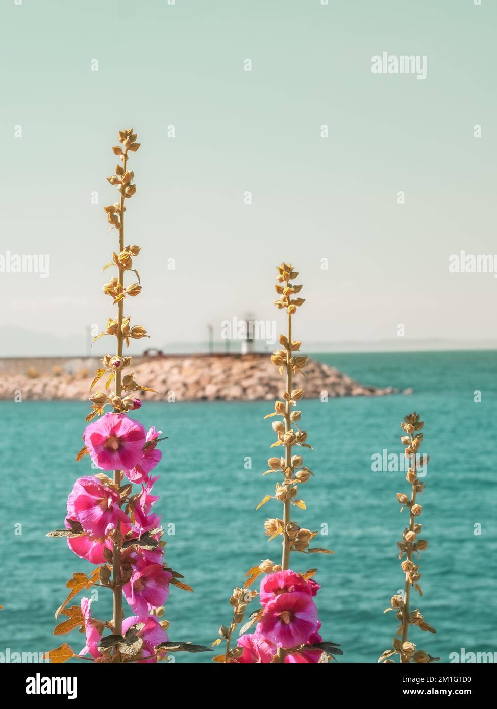 seenlandschaft mit Blumen und Hähnen Stockfoto