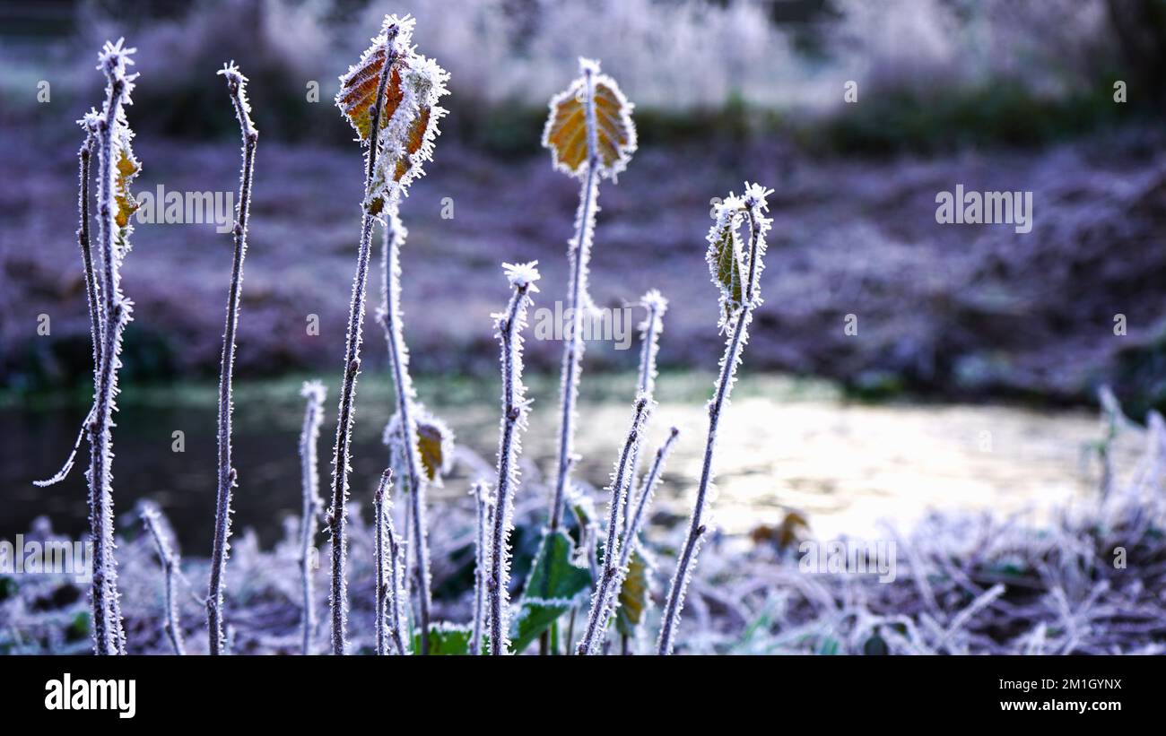 Mehrere Zweige auf dem Boden mit einzelnen bunten roten, gelben und orangefarbenen Blättern an einem kalten Wintermorgen im dezember. Die Pflanzen sind mit Heim fr bedeckt Stockfoto