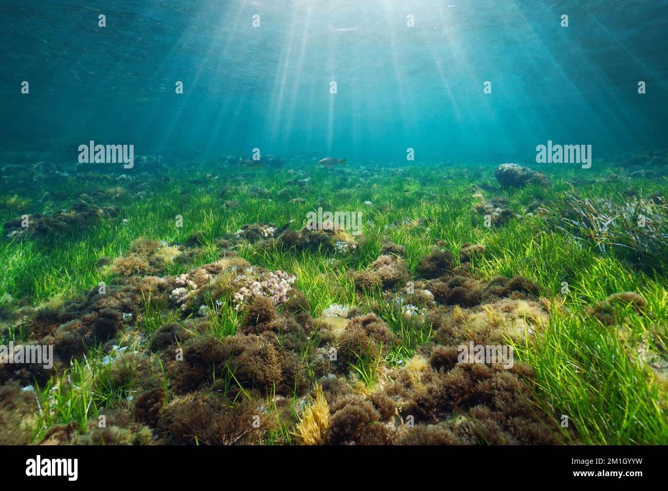 Seegras und Algen mit Sonnenlicht unter Wasser, Mittelmeer, Cartagena, Murcia, Spanien Stockfoto