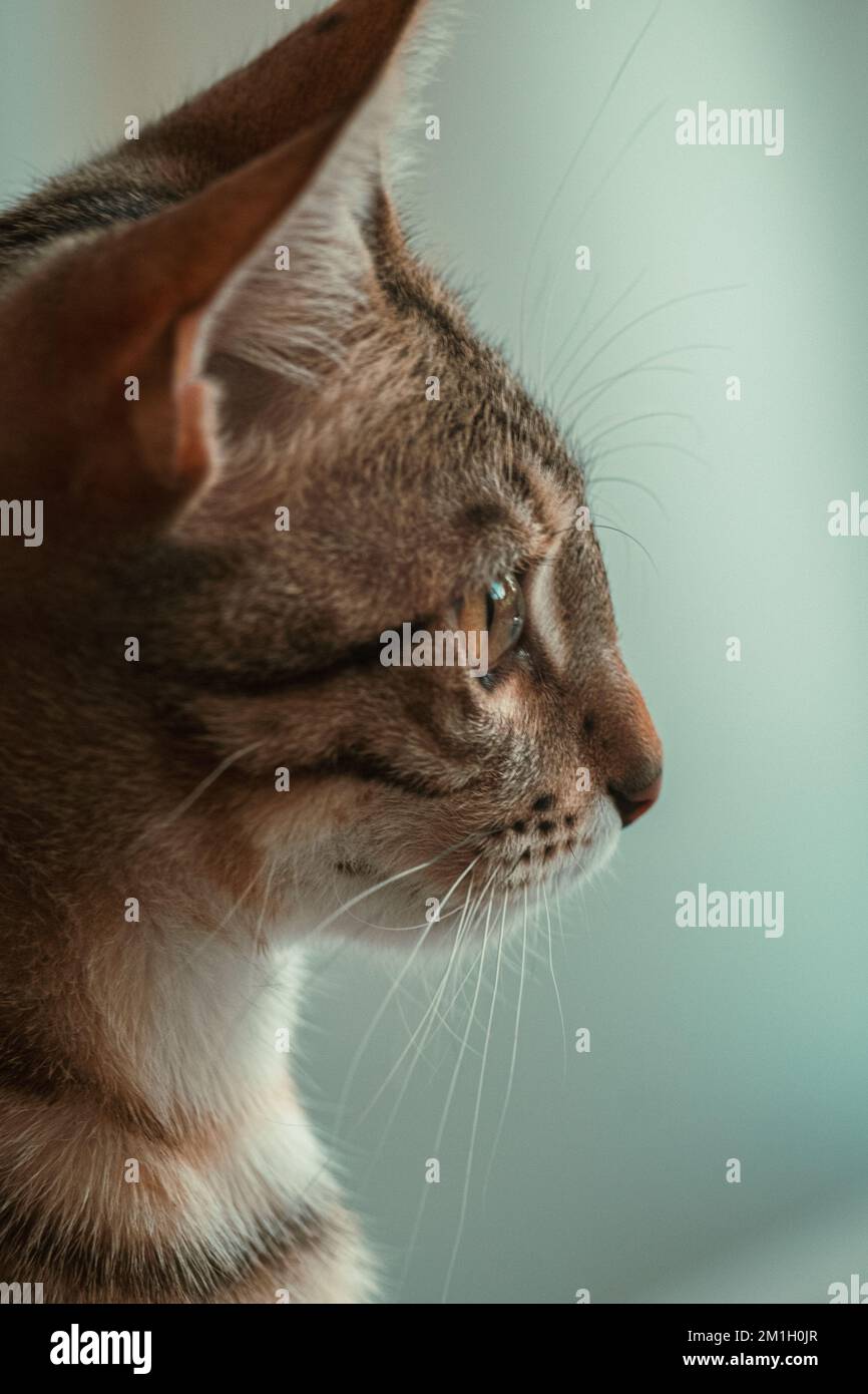 wildkatzen-Porträt Stockfoto