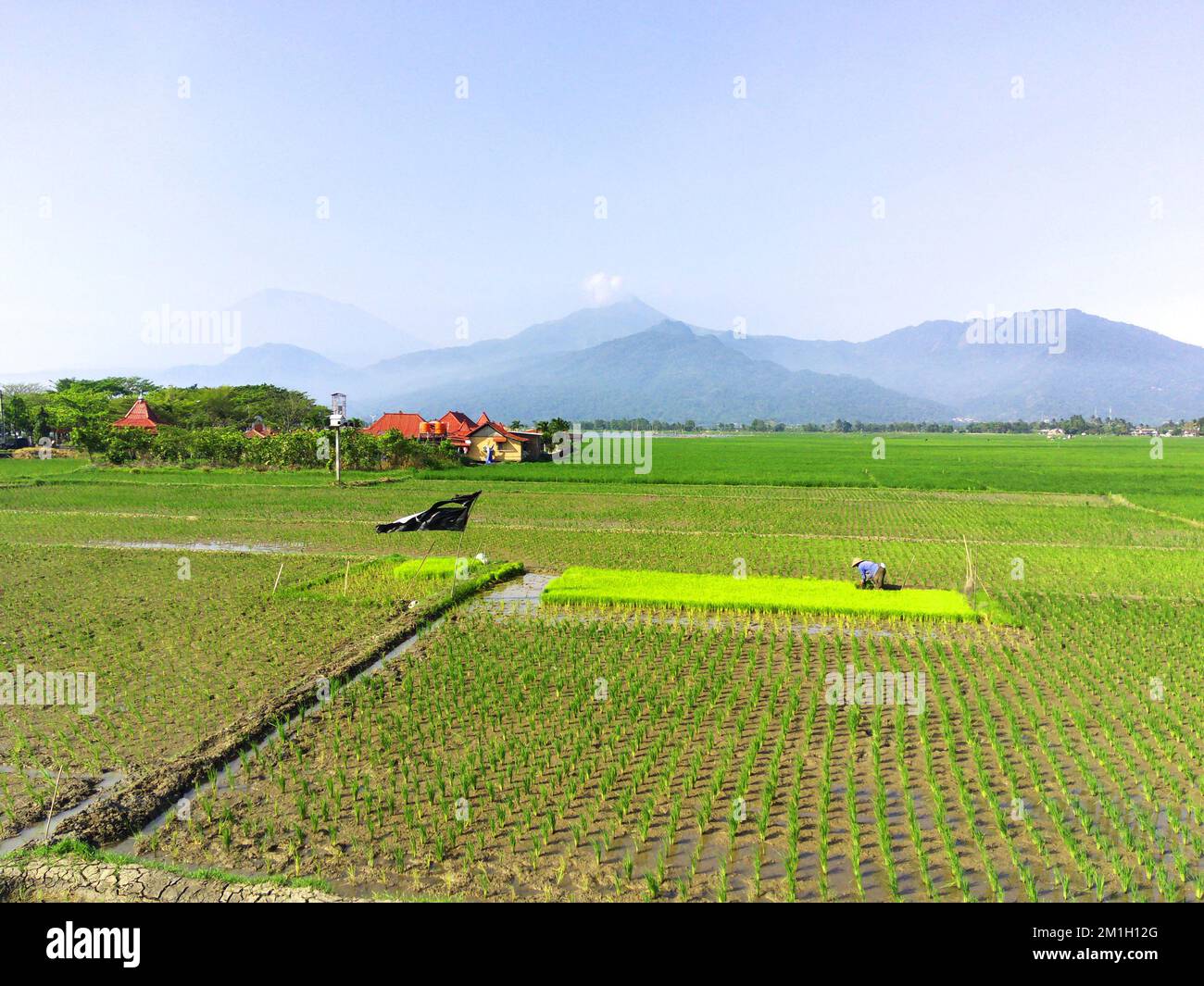 Ein Dröhnenblick auf Reisfelder mit einem arbeitenden Bauern vor dem Hintergrund von Bergen Stockfoto
