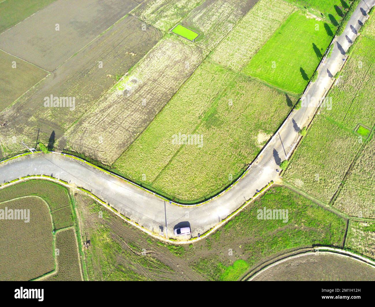 Ein Blick aus der Vogelperspektive auf Reisfelder mit einer Straße, die durch diese in Ambarawa, Indonesien verläuft Stockfoto