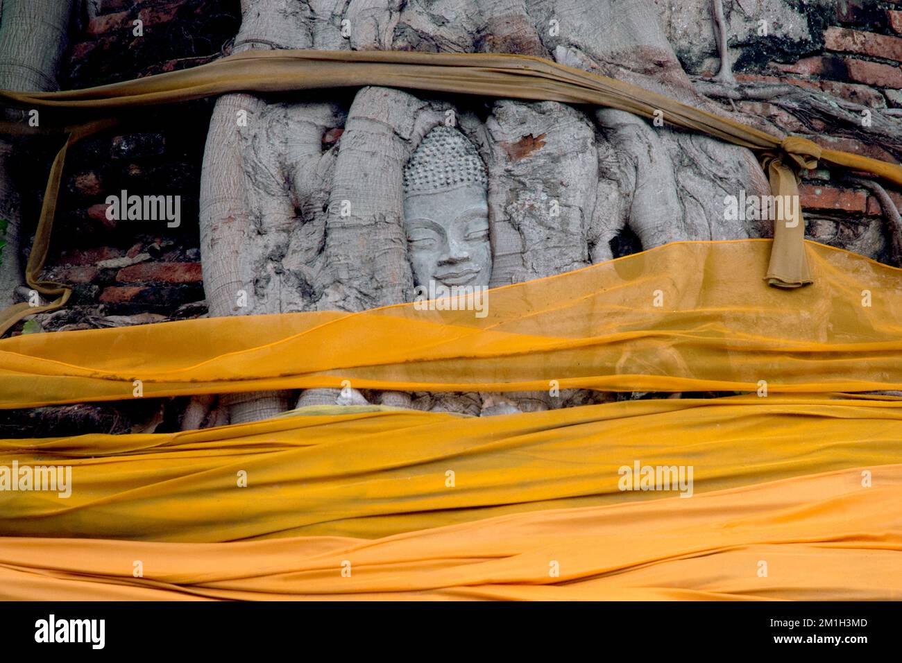 Antiker Kopf Buddha auf einem großen Baum im Wat Na Phra Meru im Ayutthaya Historical Park von Thailand, Stockfoto