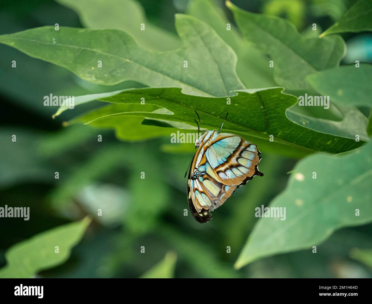 Grüner Malachit-Schmetterling, der auf einem grünen Blatt sitzt Stockfoto